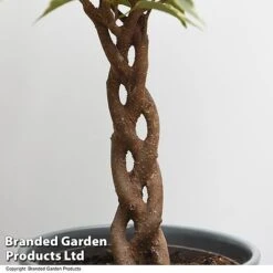 Ficus Benjamina 'Nina' -Tulip Bloom FICU NINA T49514