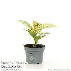 Ficus Elastica 'Shivereana' -Tulip Bloom FICU SHIVE12CM T48343