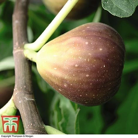 Fig Osborne Prolific - Gift 2 Fig Osborne Prolific - Gift - Image 2