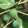 Fig 'Chelsea' (Standard)