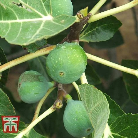 Fig 'Chelsea' (Standard) 1 Fig 'Chelsea' (Standard)