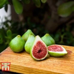 Fig 'Dalmatie' -Tulip Bloom FIGS T80281 C