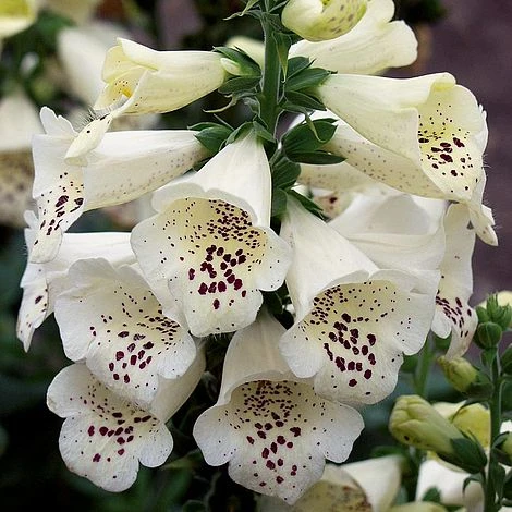 Foxglove 'Camelot Cream' 5 Foxglove 'Camelot Cream' - Image 5