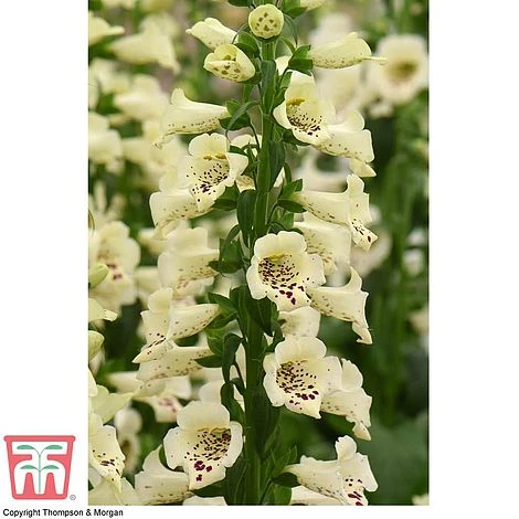 Foxglove 'Camelot Cream' 3 Foxglove 'Camelot Cream' - Image 3
