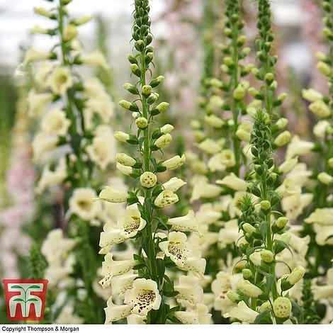Foxglove 'Camelot Cream' 1 Foxglove 'Camelot Cream'