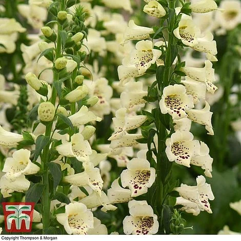 Foxglove 'Camelot Cream' 4 Foxglove 'Camelot Cream' - Image 4