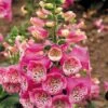 Foxglove 'Camelot Rose'