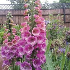Foxglove 'Camelot Rose' -Tulip Bloom FOXG T57896 C h