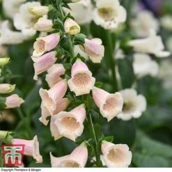 Foxglove 'Dalmatian Peach' -Tulip Bloom FOXG T58354 C