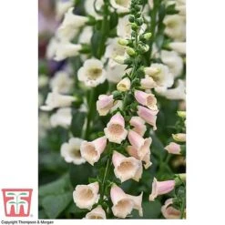 Foxglove 'Dalmatian Peach' -Tulip Bloom FOXG T58354 D