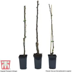 Fruit Tree Collection (Mini Fruit Tree) -Tulip Bloom FRUI T69446P F1