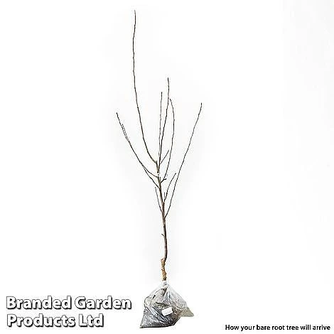 Fruit Tree Duo 2 Fruit Tree Duo - Image 2