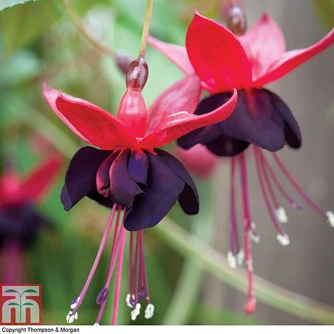 Fuchsia 'Lady In Black' 2 Fuchsia 'Lady In Black' - Image 2