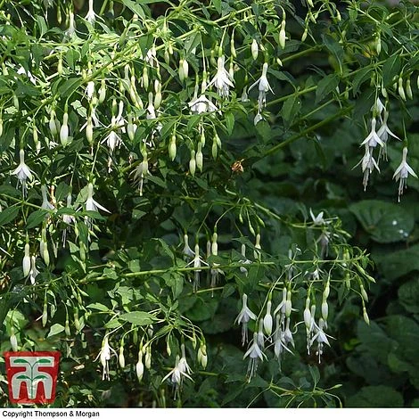 Fuchsia 'Hawkshead' (Hardy) 4 Fuchsia 'Hawkshead' (Hardy) - Image 4