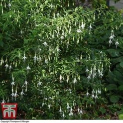 Fuchsia 'Hawkshead' (Hardy) 9 Fuchsia 'Hawkshead' (Hardy) -Tulip Bloom FUCH T65133 D