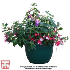 Fuchsia Trailing Pre-Planted Basket 8 Fuchsia Trailing Pre-Planted Basket -Tulip Bloom Fuchsia