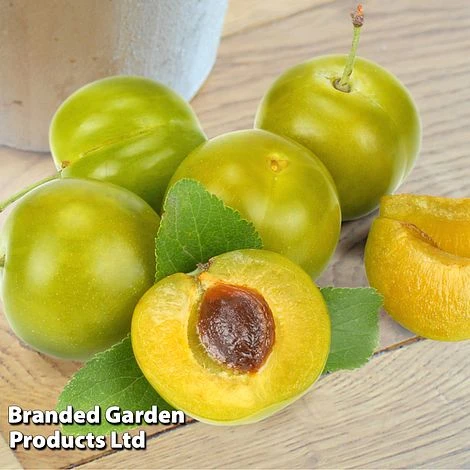 Gage 'Reine Claude Doree' 1 Gage 'Reine Claude Doree'