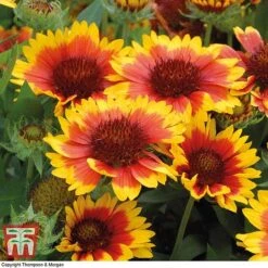 Gaillardia Aristata 'Arizona Sun' 10 Gaillardia Aristata 'Arizona Sun' -Tulip Bloom GAIL T64144 B