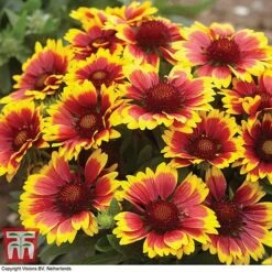 Gaillardia Aristata 'Arizona Sun' 9 Gaillardia Aristata 'Arizona Sun' -Tulip Bloom GAIL T64144 E