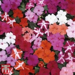 Garden Ready Basket Collection -Tulip Bloom GARD KB3132 L