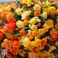 Garden Ready Basket Collection -Tulip Bloom GARD KB3133 C