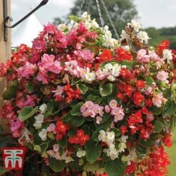 Garden Ready Basket Collection -Tulip Bloom GARD KB3133 D