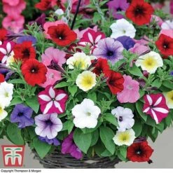 Garden Ready Basket Collection -Tulip Bloom GARD KB3133 E