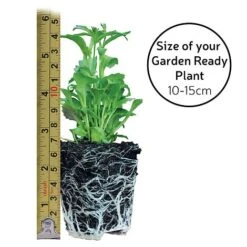 Garden Ready Basket Collection -Tulip Bloom GARDEN READY SIZE23