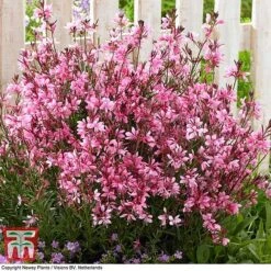 Gaura 'Baby Butterfly Dark Pink' -Tulip Bloom GAUR KB1025 B