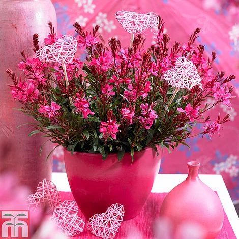 Gaura Lindheimeri 'Gaudi Red' 1 Gaura Lindheimeri 'Gaudi Red'