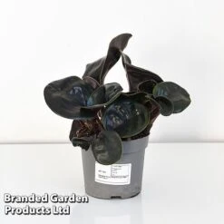 Geogenanthus Ciliatus 'Midnight Pearl' 7 Geogenanthus Ciliatus 'Midnight Pearl' -Tulip Bloom GEOG MIDNI13CM T44492