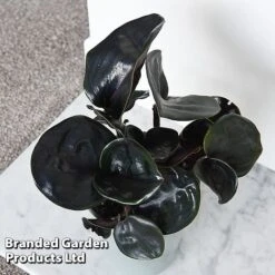 Geogenanthus Ciliatus 'Midnight Pearl' 8 Geogenanthus Ciliatus 'Midnight Pearl' -Tulip Bloom GEOG MIDNIGHTP T44495