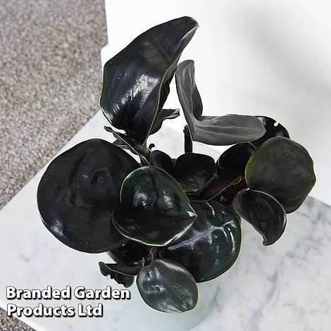 Geogenanthus Ciliatus 'Midnight Pearl' 4 Geogenanthus Ciliatus 'Midnight Pearl' - Image 4