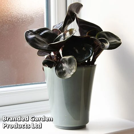 Geogenanthus Ciliatus 'Midnight Pearl' 1 Geogenanthus Ciliatus 'Midnight Pearl'