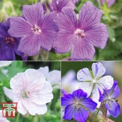 Geranium 'Hardy Blues Collection'