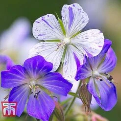 Geranium 'Hardy Blues Collection' 8 Geranium 'Hardy Blues Collection' -Tulip Bloom GER T12027P D