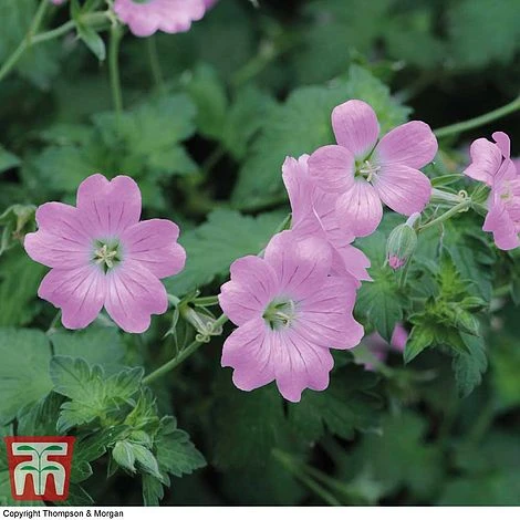 Geranium Endressii 1 Geranium Endressii