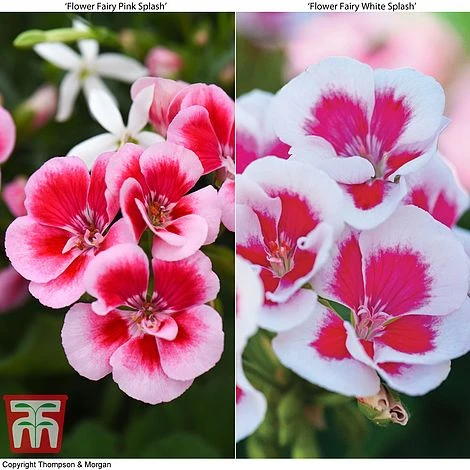 Geranium 'Flower Fairy Splash' Duo 1 Geranium 'Flower Fairy Splash' Duo