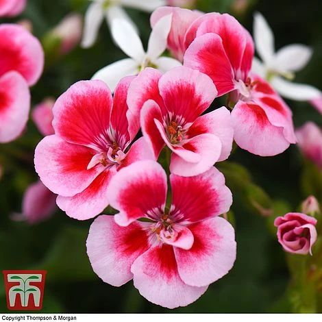 Geranium 'Flower Fairy Splash' Duo 2 Geranium 'Flower Fairy Splash' Duo - Image 2