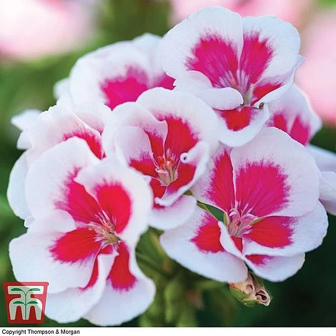 Geranium 'Flower Fairy Splash' Duo 3 Geranium 'Flower Fairy Splash' Duo - Image 3