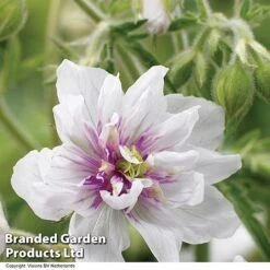 Geranium Doubles Hardy Collection 7 Geranium Doubles Hardy Collection -Tulip Bloom GERA DOUBLEJEW H01589
