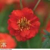 Geum 'Blazing Sunset'