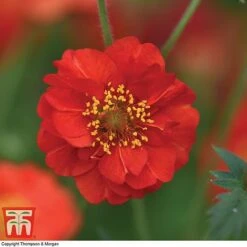 Geum 'Blazing Sunset' 11 Geum 'Blazing Sunset' -Tulip Bloom GEUM BLAZ A3