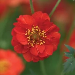 Geum 'Blazing Sunset' 10 Geum 'Blazing Sunset' -Tulip Bloom GEUM BLAZ NOW1