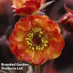 Geum 'Alabama Slammer' -Tulip Bloom GEUM KC9163 C