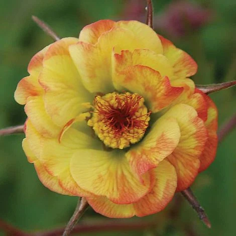 Geum 'Tequila Sunrise' 1 Geum 'Tequila Sunrise'