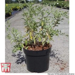 Tulip Bloom -Tulip Bloom GOJI T66347 B