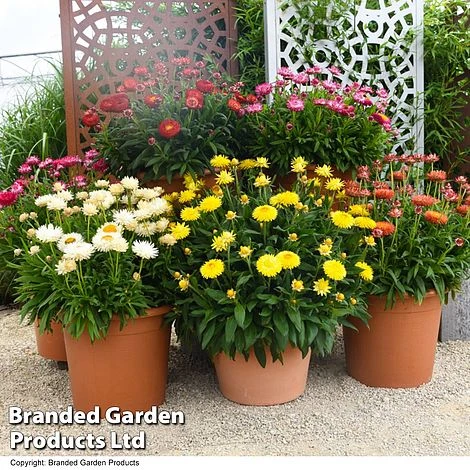 Granvia® 'Giant Flowered Collection' 2 Granvia® 'Giant Flowered Collection' - Image 2