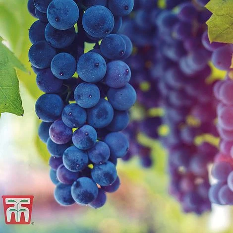 Grape Duo 2 Grape Duo - Image 2