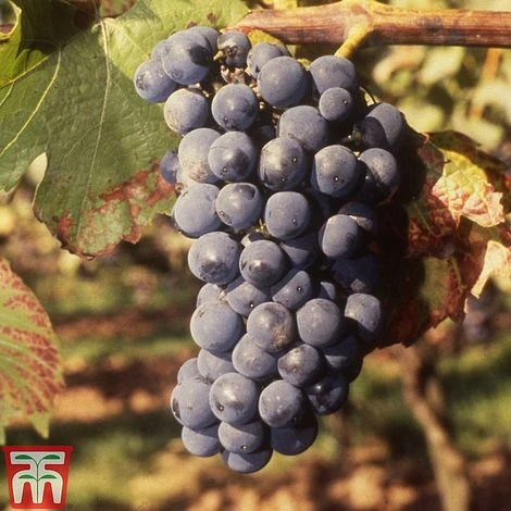 Grape 'Regent' 1 Grape 'Regent'